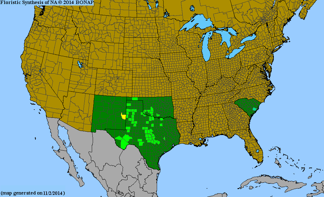 County distribution map of Helenium amarum var. badium - Yellowdicks